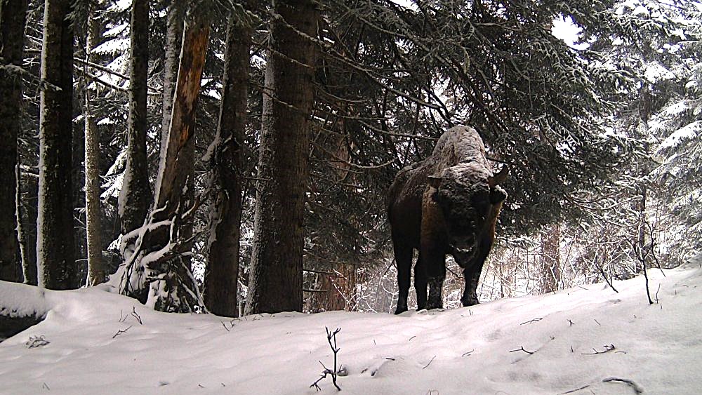 Зубры возвращаются в Абхазию